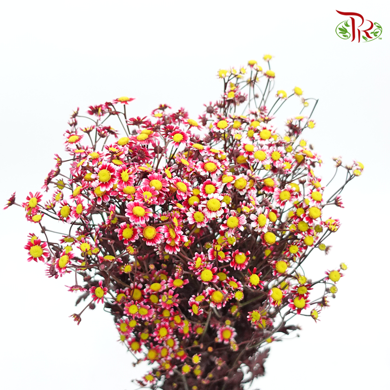 Matricaria Dyed- Tone Red- Per Bunch - Pudu Ria Florist