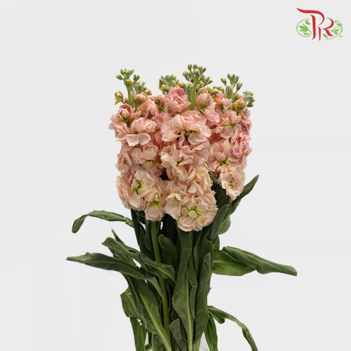 Matthiola - Champagne (Per Bunch)-Champagne-Malaysia-prflorist.com.my