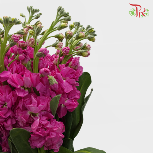 Matthiola - Cherry Pink (10 Stems)-Pink-Kenya-prflorist.com.my
