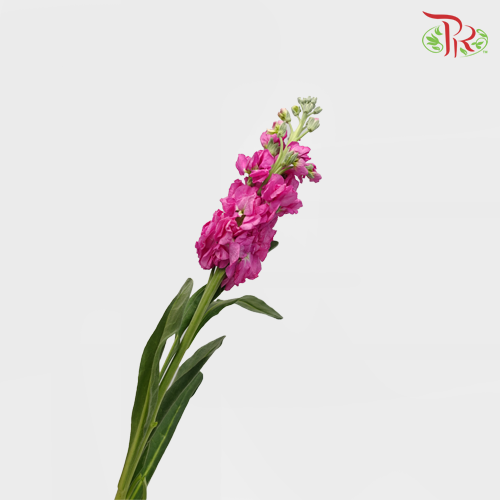 Matthiola - Cherry Pink (10 Stems)-Pink-Kenya-prflorist.com.my