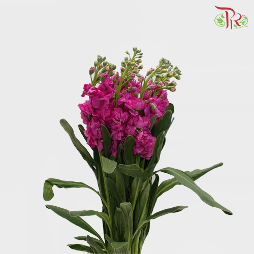Matthiola - Cherry Pink (10 Stems)-Pink-Kenya-prflorist.com.my