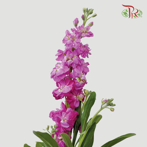 Matthiola - Hot Pink (10 Stems)-Pink-China-prflorist.com.my