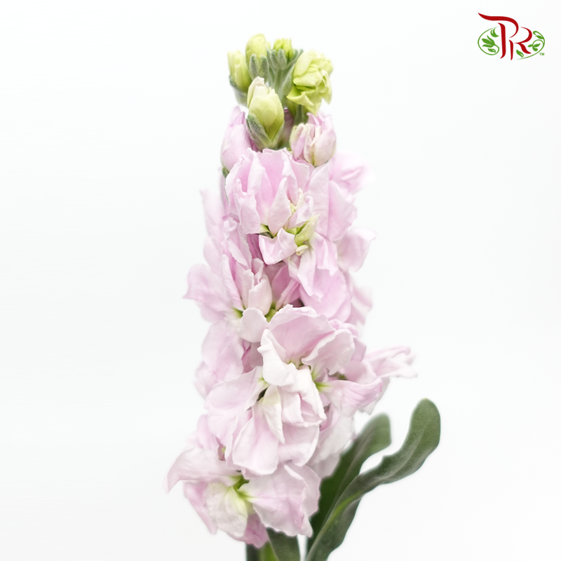 Matthiola - Light Pink (10 Stems)-Pink-Vietnam-prflorist.com.my
