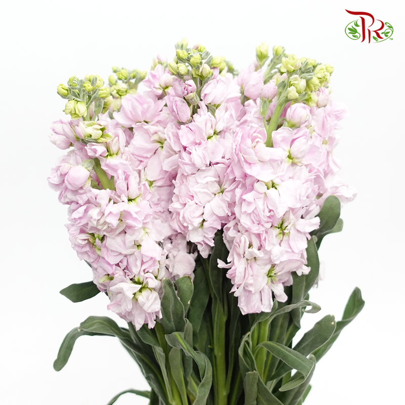 Matthiola - Light Pink (10 Stems)-Pink-Vietnam-prflorist.com.my