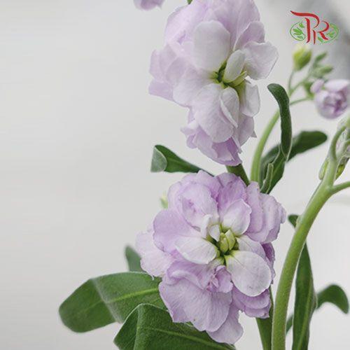 Matthiola - Light Purple (10 Stems)-Purple-Import-prflorist.com.my