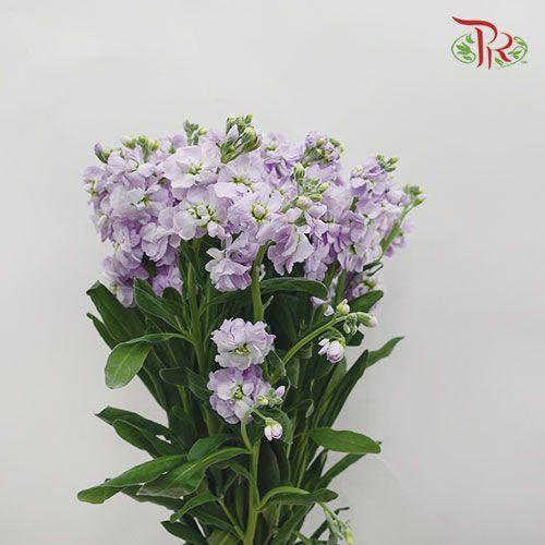 Matthiola - Light Purple (10 Stems)-Purple-Import-prflorist.com.my