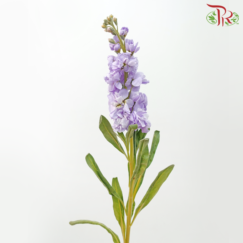 Matthiola - Lilac (10 Stems)-Lilac-China-prflorist.com.my