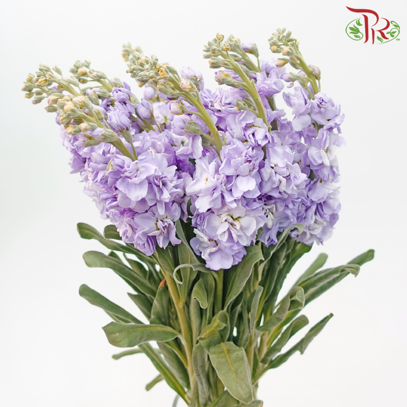 Matthiola - Lilac (10 Stems)-Lilac-China-prflorist.com.my