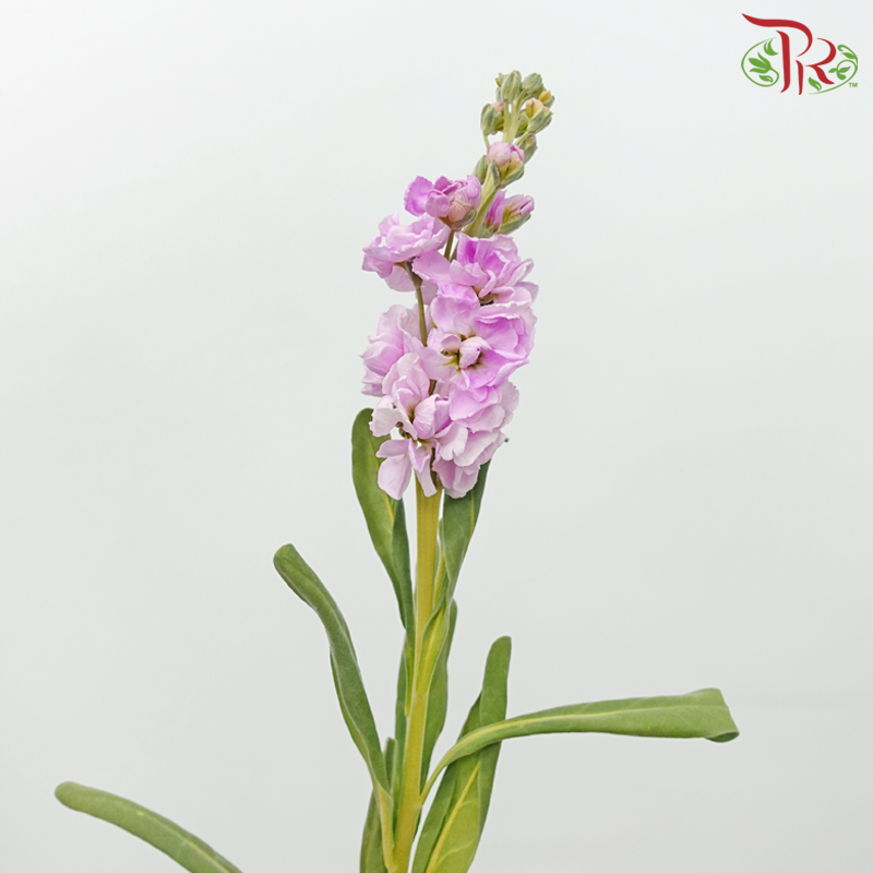 Matthiola - Pastel Pink (10 Stems)-Pastel Pink-China-prflorist.com.my