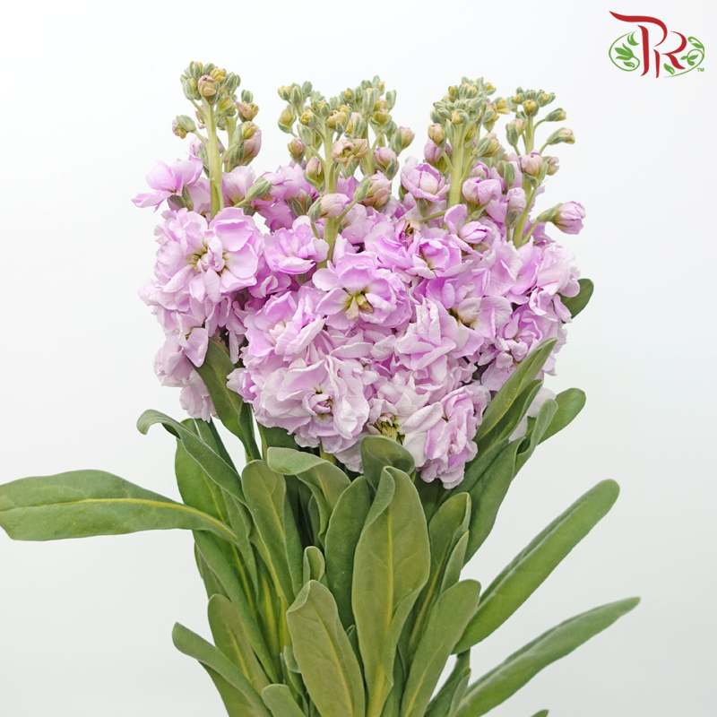 Matthiola - Pastel Pink (10 Stems)-Pastel Pink-China-prflorist.com.my