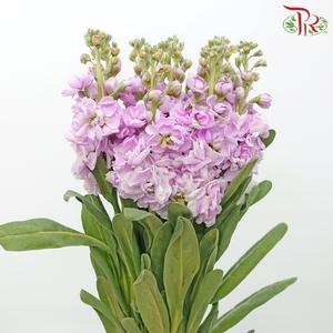Matthiola - Pastel Pink (10 Stems)-Pastel Pink-China-prflorist.com.my