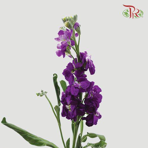 Matthiola - Purple (10 stems)-Purple-Import-prflorist.com.my