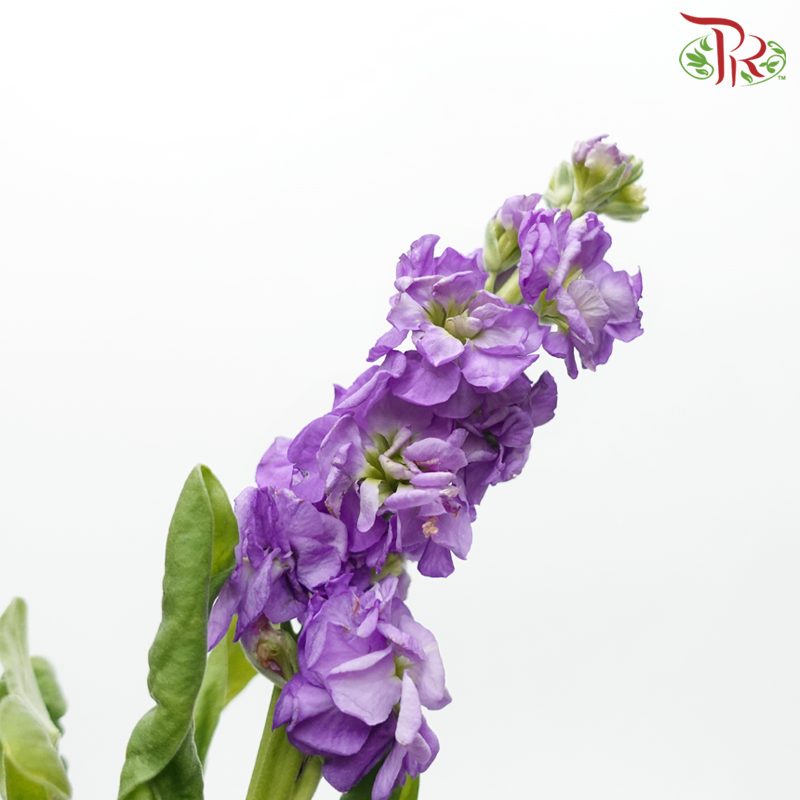 Matthiola - Purple (10 Stems)-Purple-Kenya-prflorist.com.my