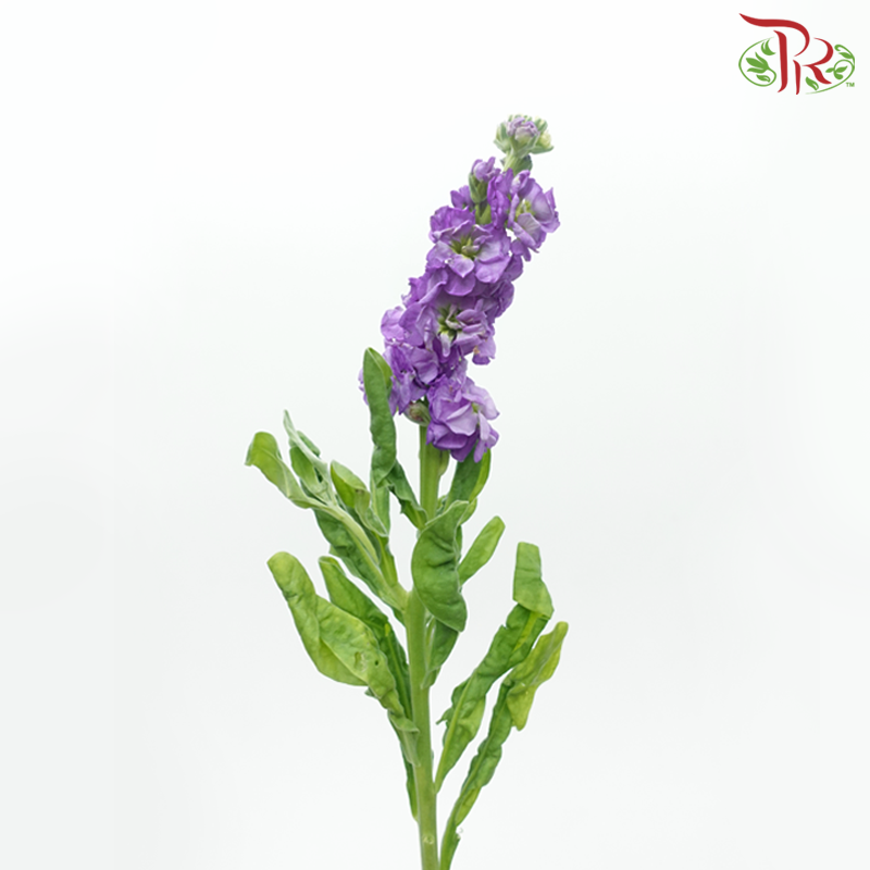 Matthiola - Purple (10 Stems)-Purple-Kenya-prflorist.com.my