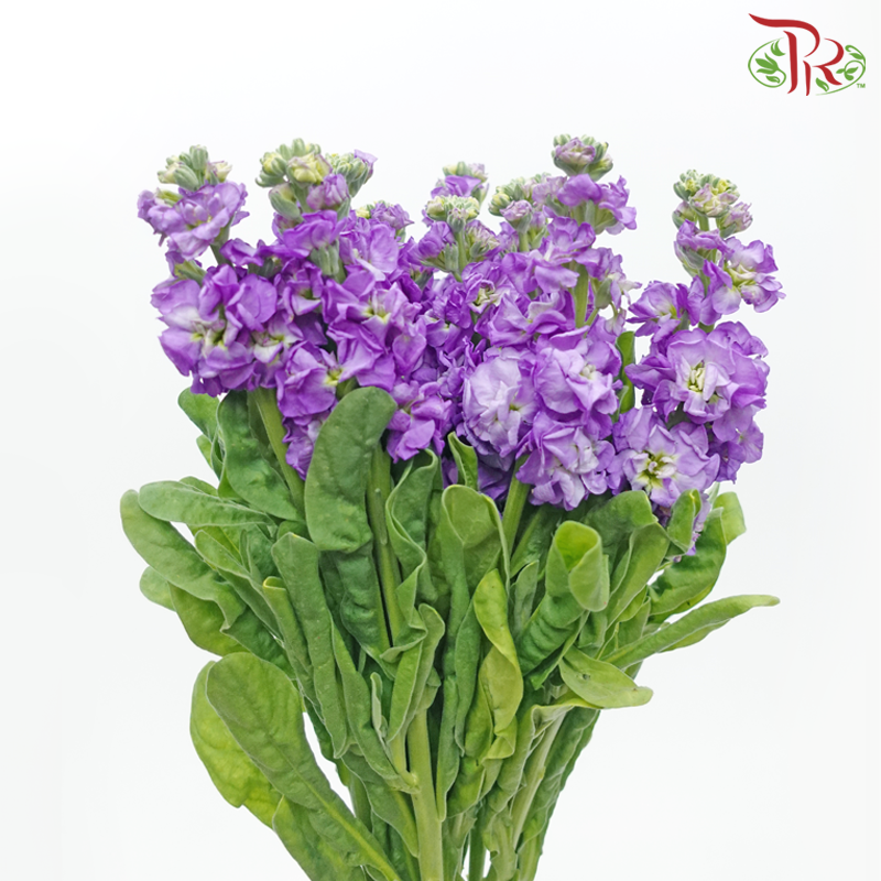 Matthiola - Purple (10 Stems)-Purple-Kenya-prflorist.com.my