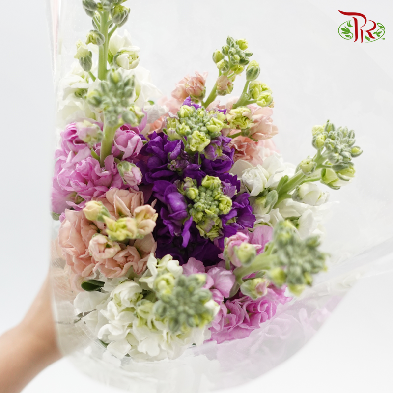 Matthiola - Random Mixed (10 Stems)-Kenya-prflorist.com.my