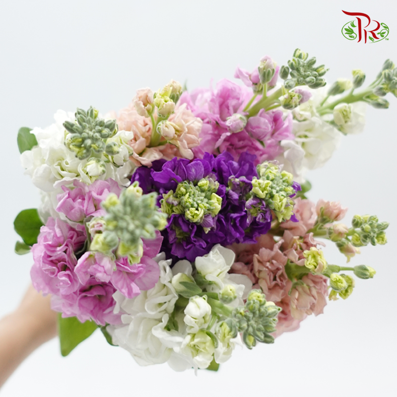 Matthiola - Random Mixed (10 Stems)-Kenya-prflorist.com.my