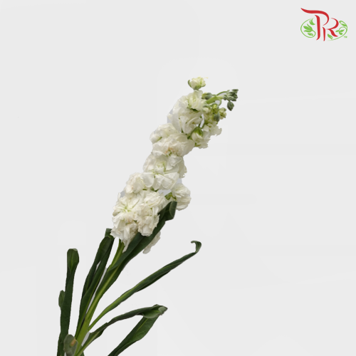 Matthiola - White (10 Stems)-White-Import-prflorist.com.my