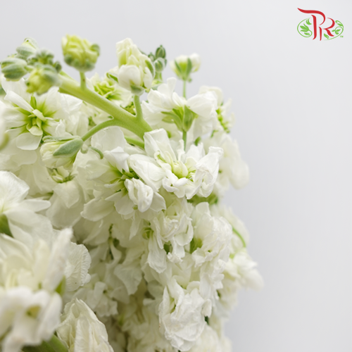 Matthiola - White (Per Bunch)-White-Malaysia-prflorist.com.my