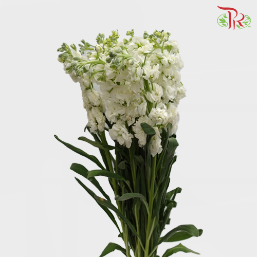 Matthiola - White (Per Bunch)-White-Malaysia-prflorist.com.my