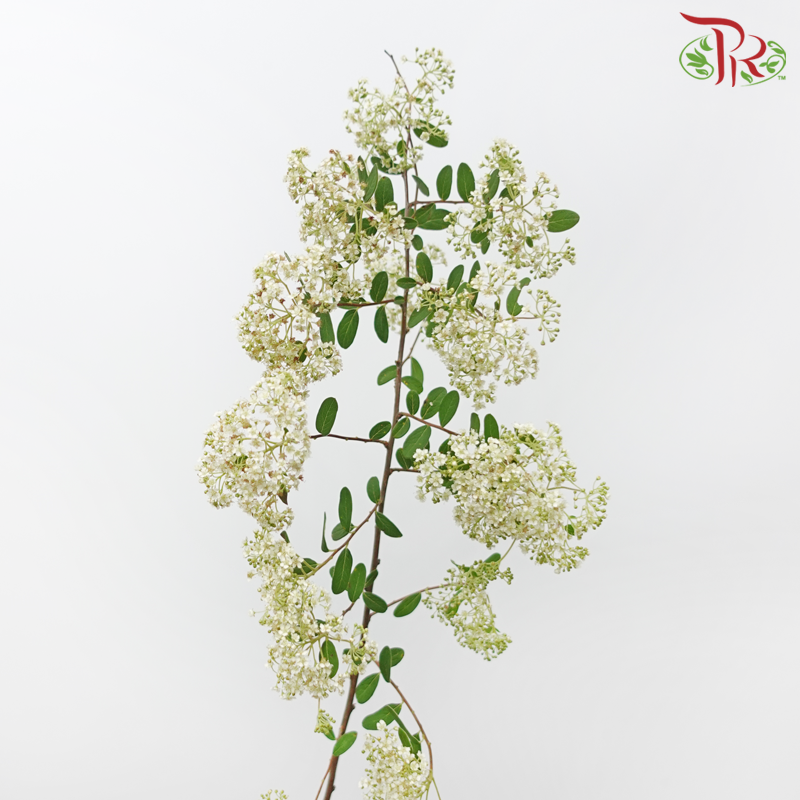 Meadow Sweet Cuilan - (Per Bunch)-China-prflorist.com.my