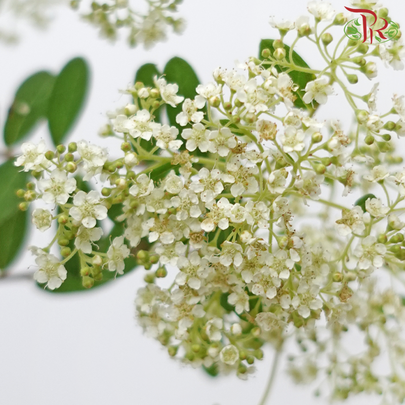 Meadow Sweet Cuilan - (Per Bunch)-China-prflorist.com.my
