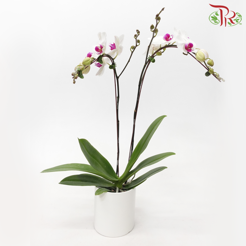 Medium Size Double Stems Phalaenopsis Orchid - White With Red Lips *With No Vase-White With Red Lips-Vietnam-prflorist.com.my