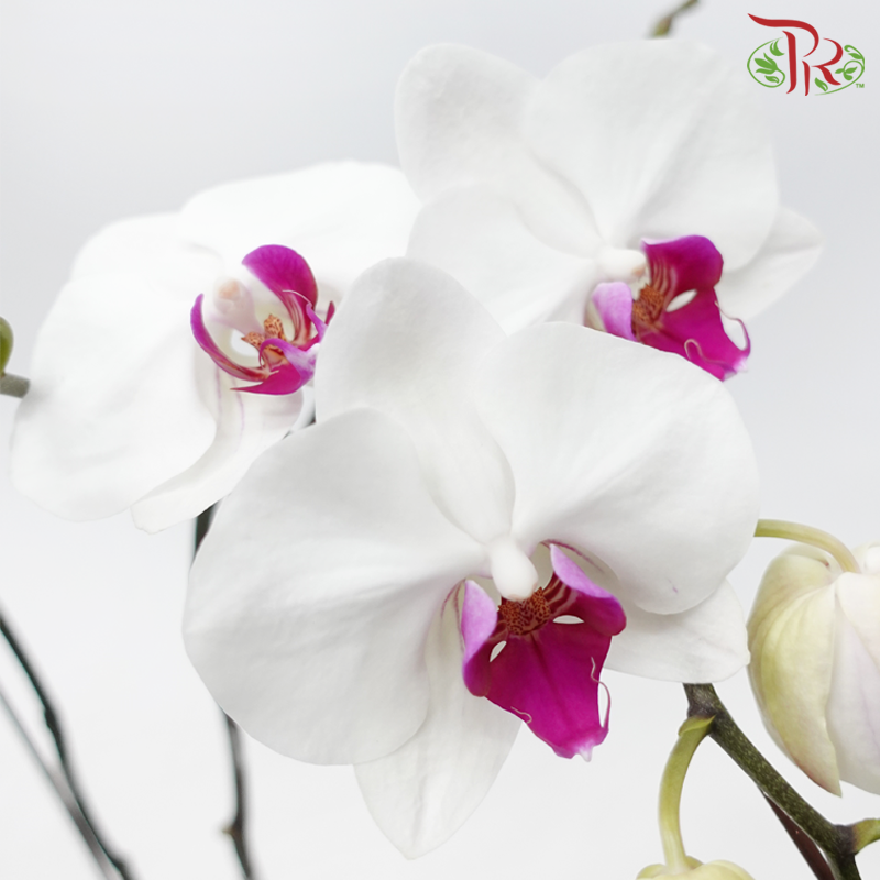Medium Size Double Stems Phalaenopsis Orchid - White With Red Lips *With No Vase-White With Red Lips-Vietnam-prflorist.com.my