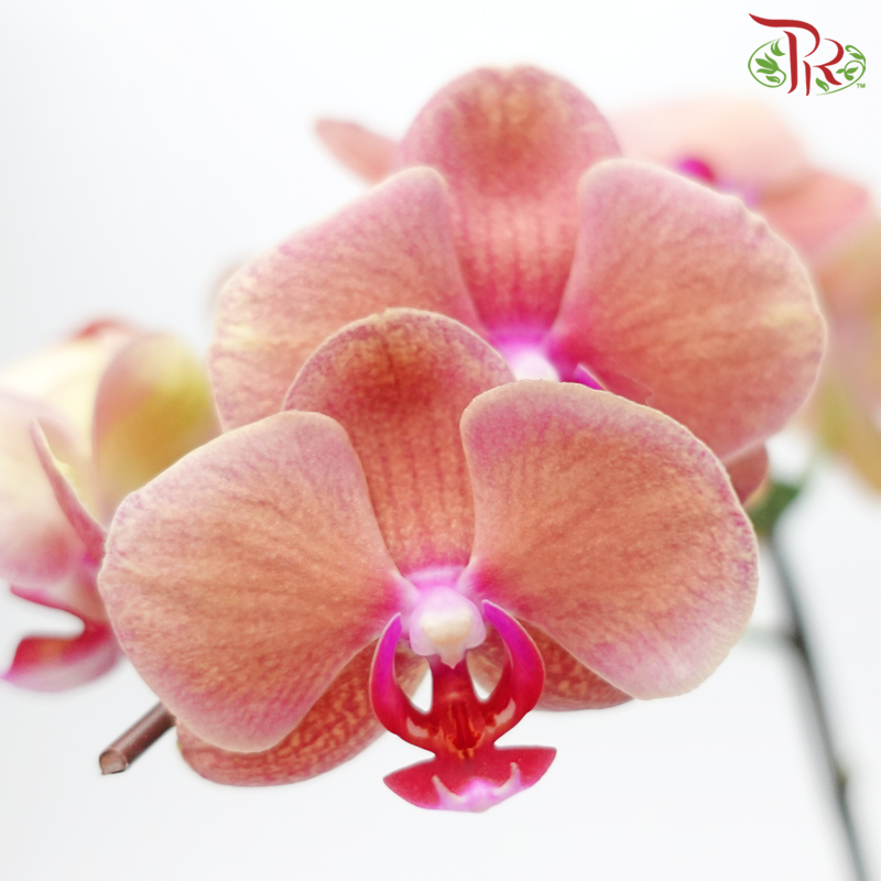 Medium Size Phalaenopsis - Orange (Double Stem) *With No Pot*-Orange-Vietnam-prflorist.com.my