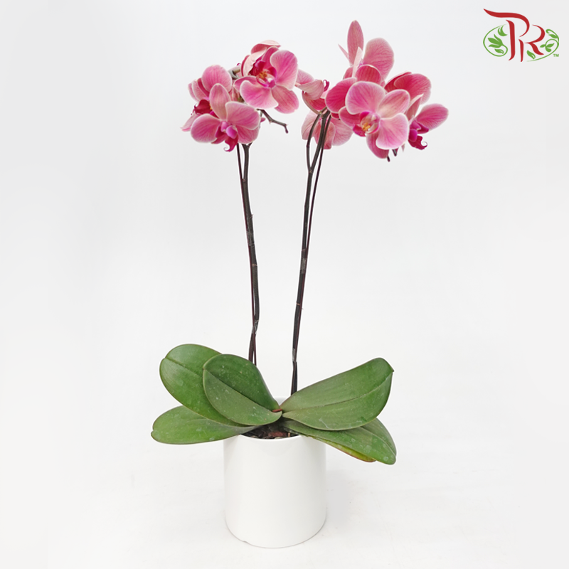 Medium Size Phalaenopsis - Tangerine Red (Double Stem) *With No Pot*-Tangerine Red-Vietnam-prflorist.com.my