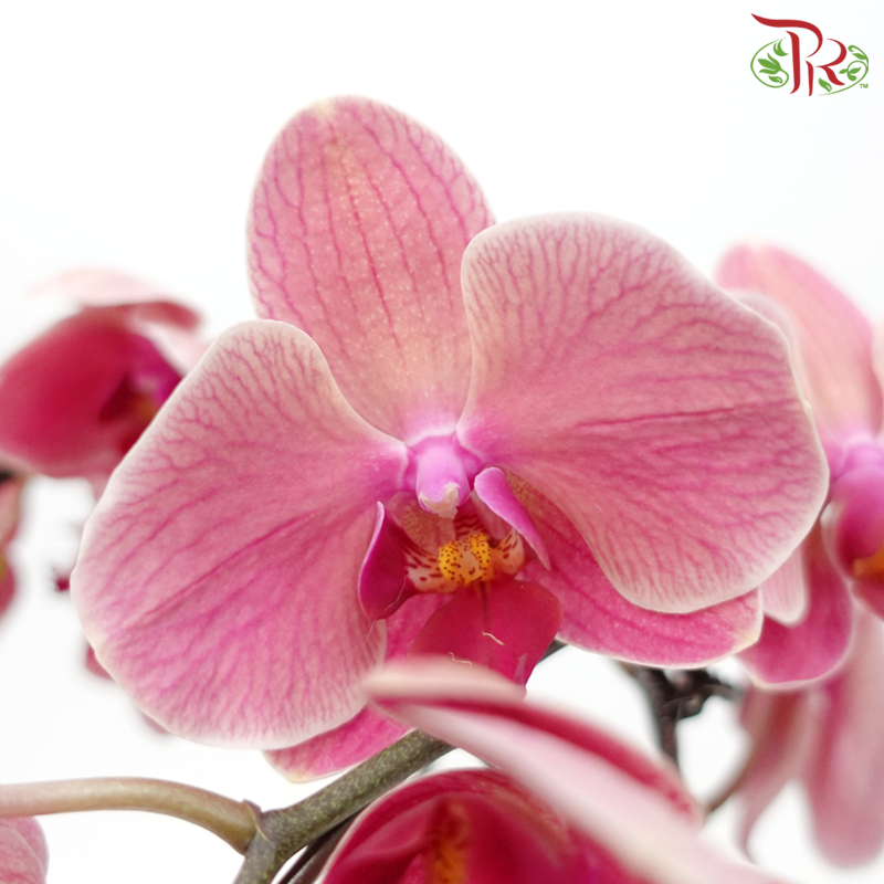 Medium Size Phalaenopsis - Tangerine Red (Double Stem) *With No Pot*-Tangerine Red-Vietnam-prflorist.com.my