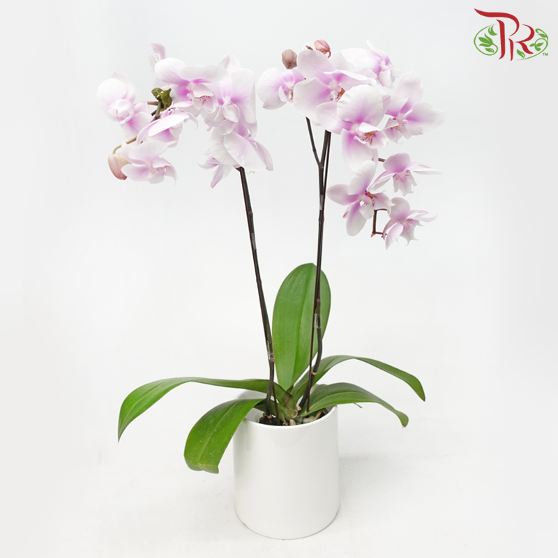 Medium Size Phalaenopsis - Whitish Pink (Double Stem) *With No Pot*-Whitish Pink-Vietnam-prflorist.com.my