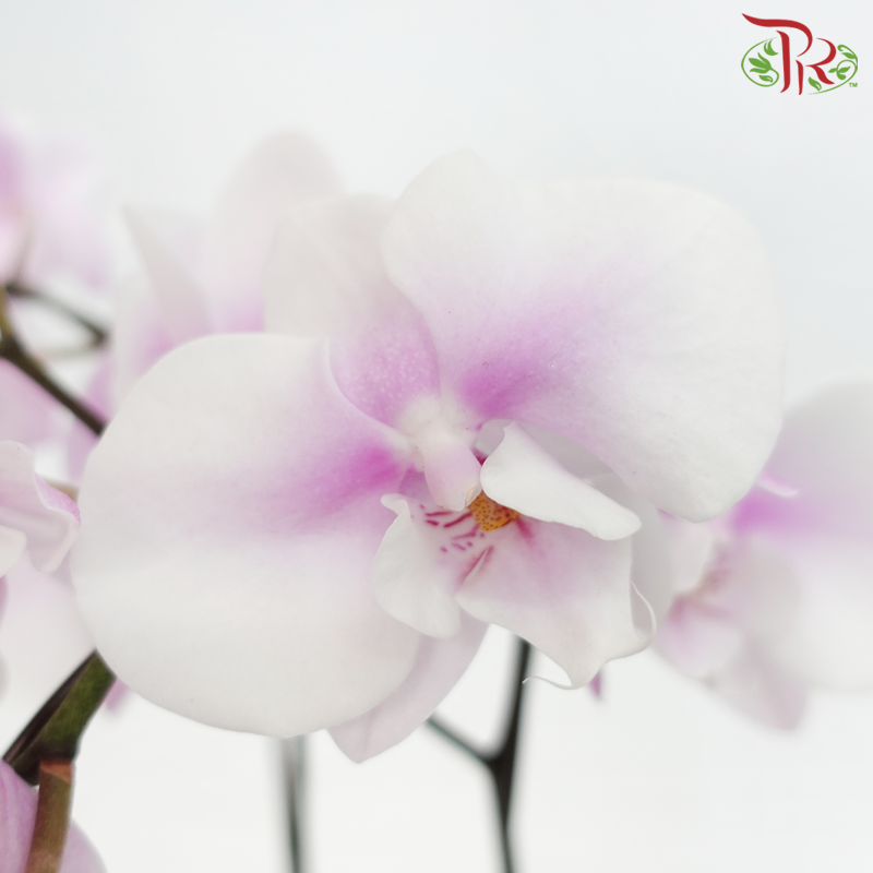 Medium Size Phalaenopsis - Whitish Pink (Double Stem) *With No Pot*-Whitish Pink-Vietnam-prflorist.com.my