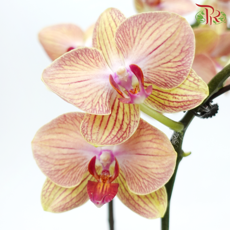 Medium Size Phalaenopsis - Yellow With Stripes (Double Stem) *With No Pot*-Yellow With Stripes-Vietnam-prflorist.com.my