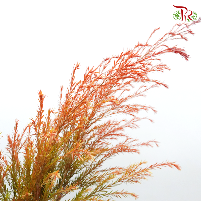 Melaleuca Gold Leaf - Red (Per Bunch)-Red-China-prflorist.com.my