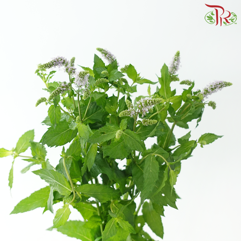 Mentha - Lilac (5 Stems)-Lilac-Netherland-prflorist.com.my
