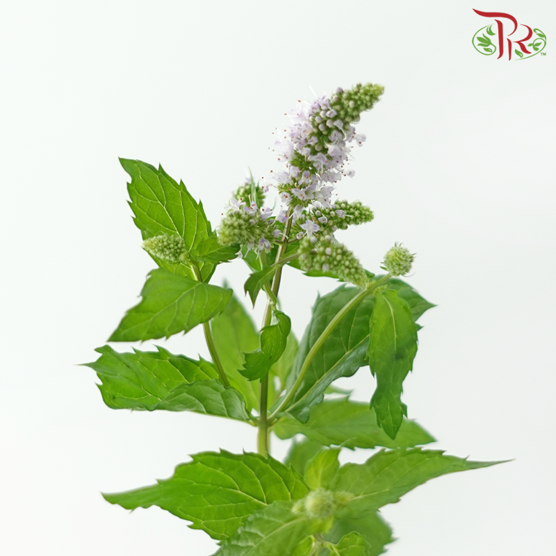 Mentha - Lilac (5 Stems)-Lilac-Netherland-prflorist.com.my