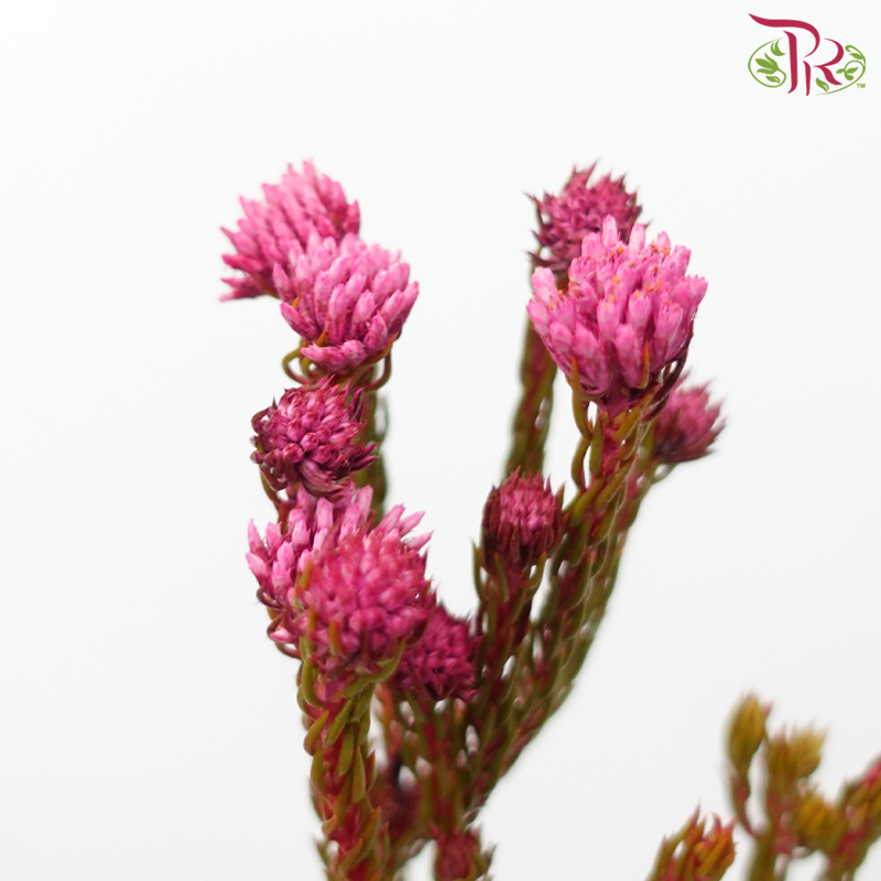 Metalasia - Cherry Pink (Per Bunch)-Cherry Pink-Africa-prflorist.com.my