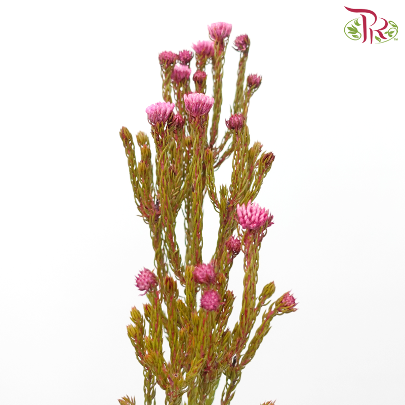 Metalasia - Cherry Pink (Per Bunch)-Cherry Pink-Africa-prflorist.com.my