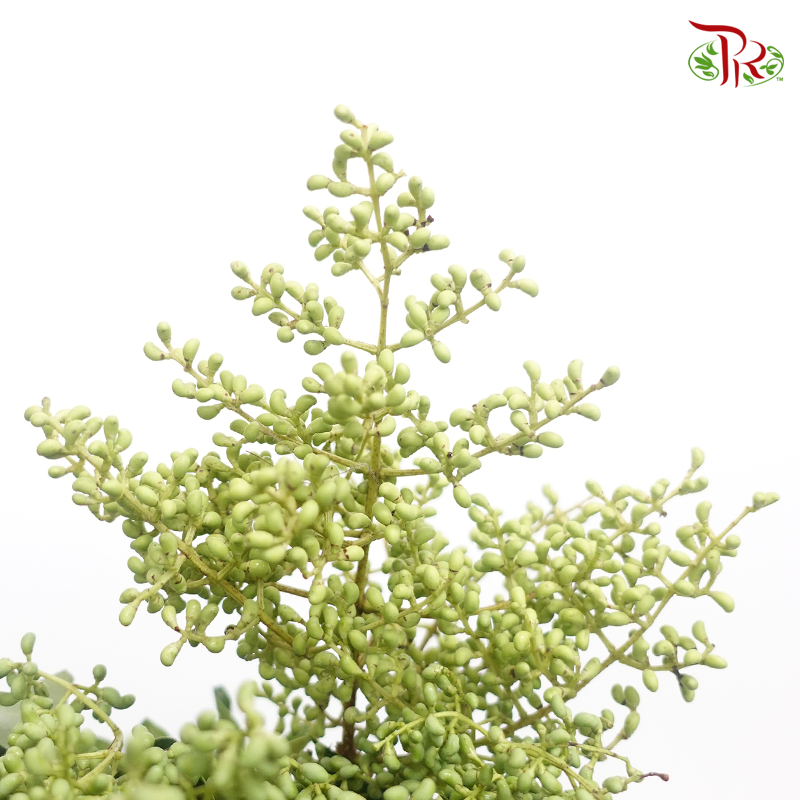 Mi Zhen Berry - (Per Bunch)-Green-China-prflorist.com.my