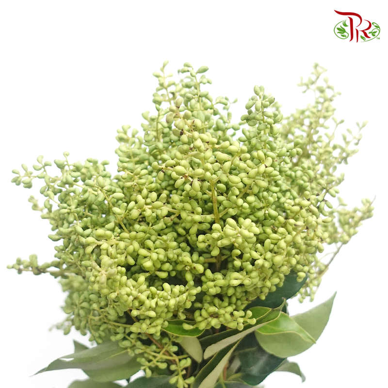 Mi Zhen Berry - (Per Bunch)-Green-China-prflorist.com.my