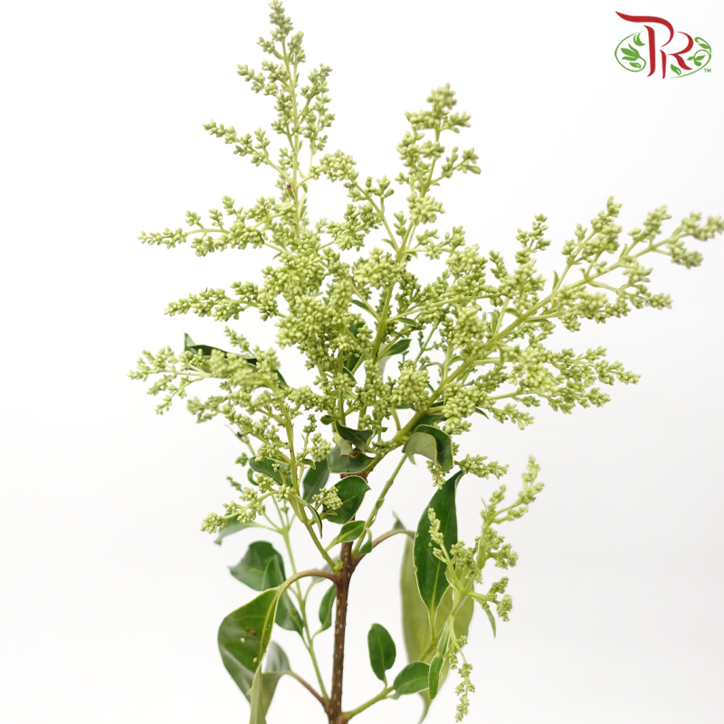 Mi Zhen Flower - (Per Bunch)-China-prflorist.com.my