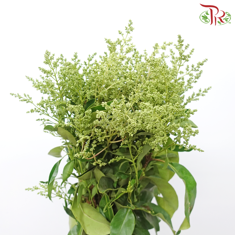 Mi Zhen Flower - (Per Bunch)-China-prflorist.com.my