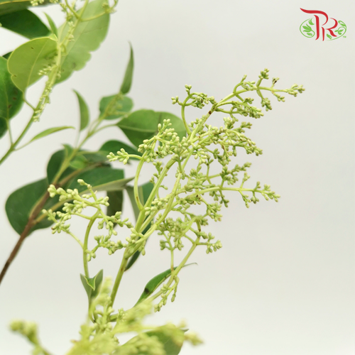 Mi Zhen - (Per Bunch)-China-prflorist.com.my