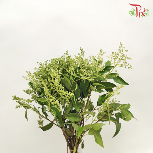 Mi Zhen - (Per Bunch)-China-prflorist.com.my