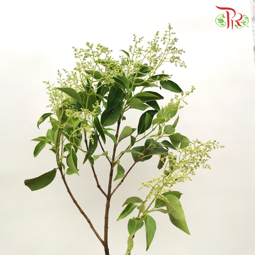 Mi Zhen - (Per Bunch)-China-prflorist.com.my