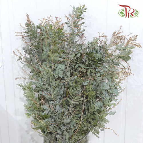 Mimosa Baleyana - (Per Bunch)-Import-prflorist.com.my