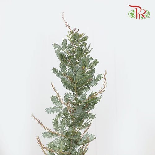 Mimosa Baleyana - (Per Bunch)-Import-prflorist.com.my