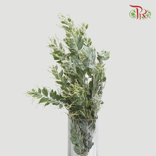 Mimosa Denisboden - (Per Bunch)-Import-prflorist.com.my