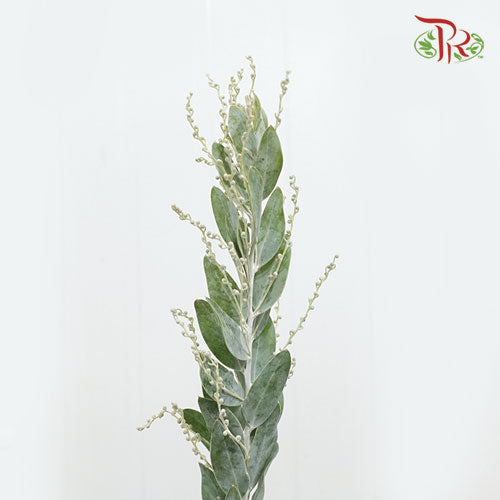 Mimosa Denisboden - (Per Bunch)-Import-prflorist.com.my